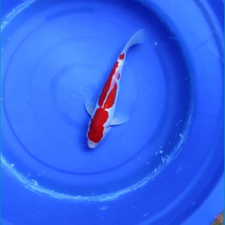 kohaku