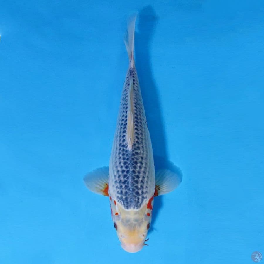 F35CM ASAGI PUNUK ONTA SQ