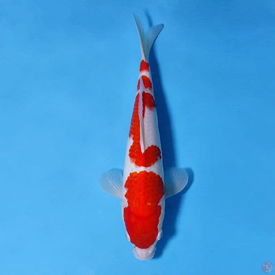 F30CM KOHAKU ORIGINAL