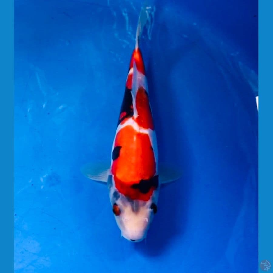 showa doitsu 25cm