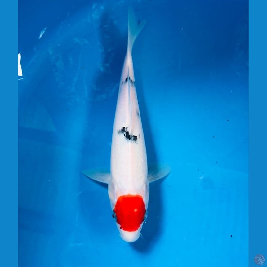 tancho sanke 23cm