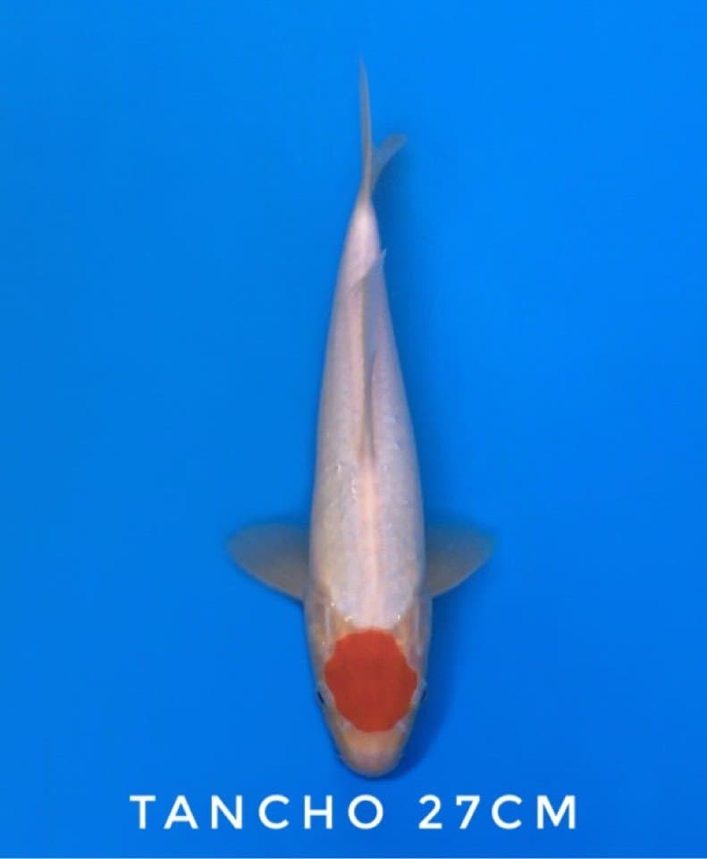 tancho kohaku