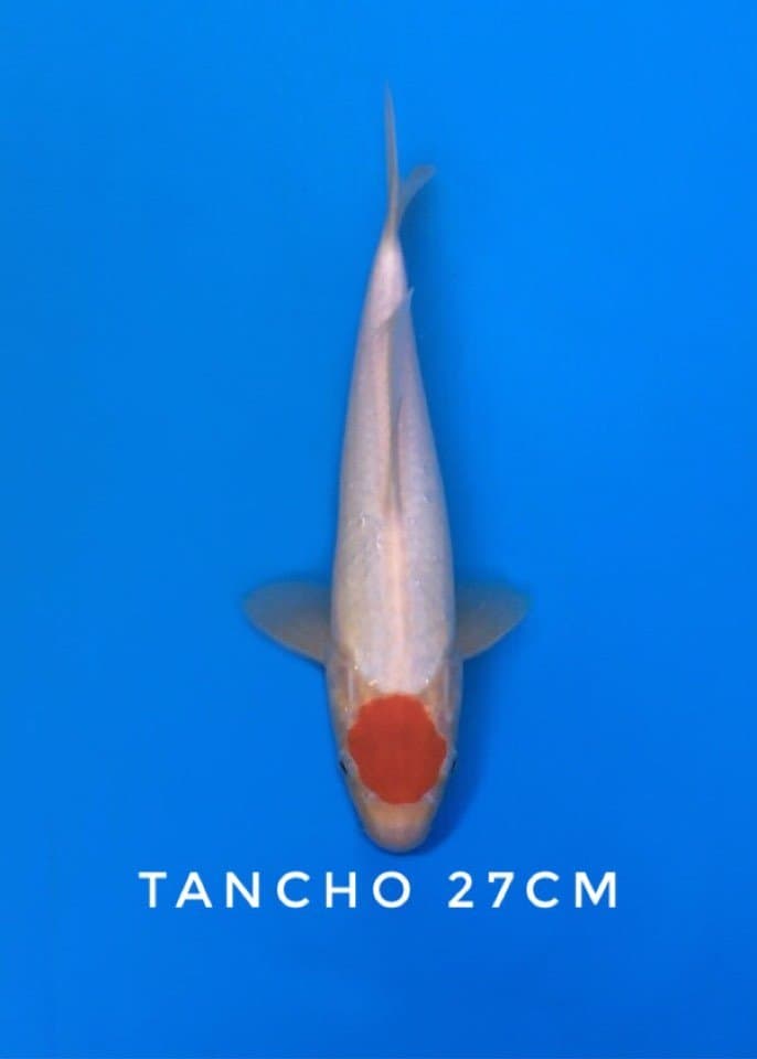 tancho kohaku