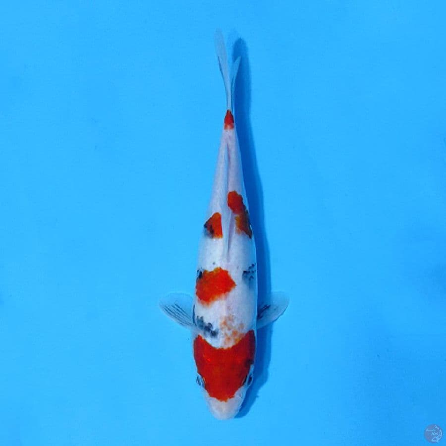 F24CM KINDAI SHOWA TATEGOI