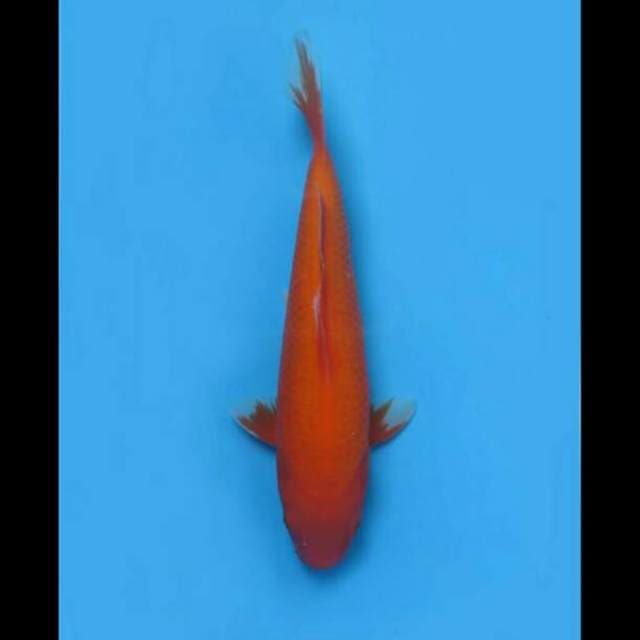 32cm Female - Aka Hajiro Bersih