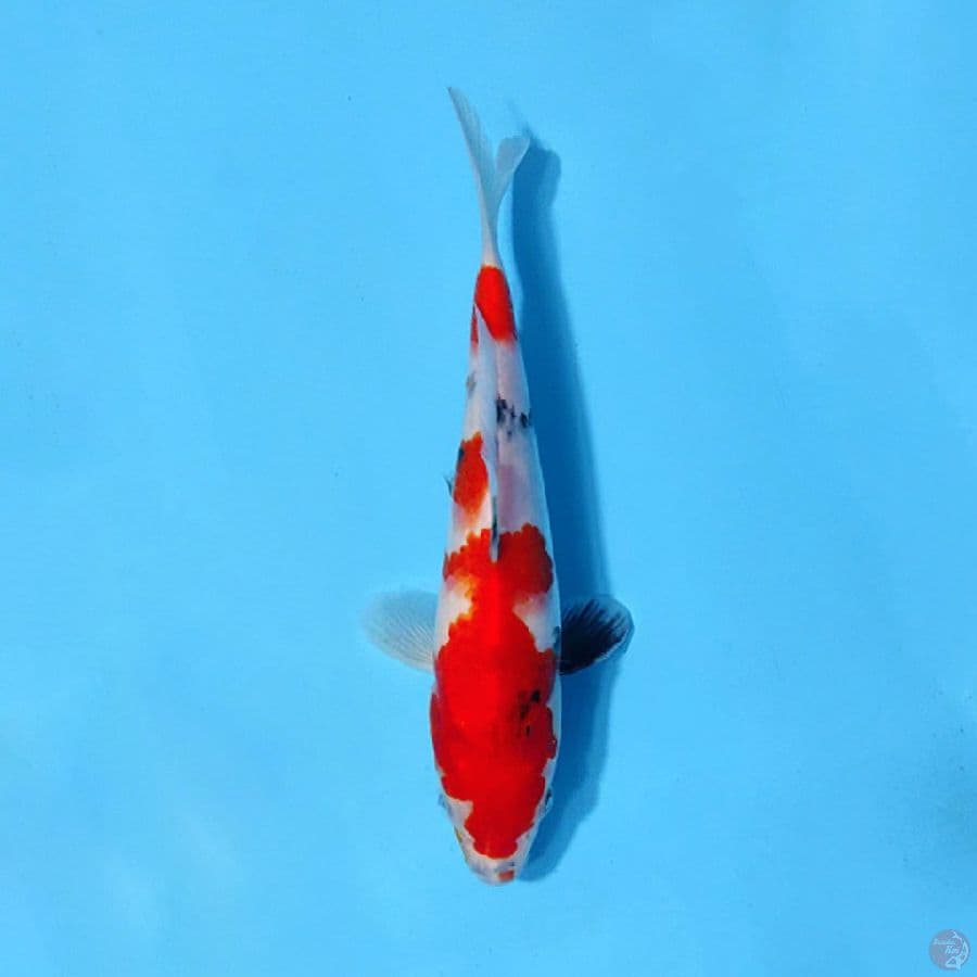 F23CM SHOWA TATEGOI