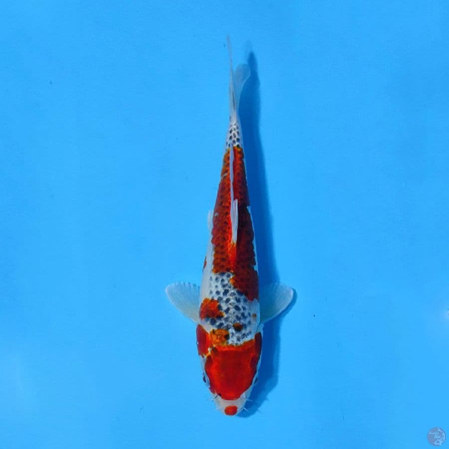 F27CM GOSHIKI