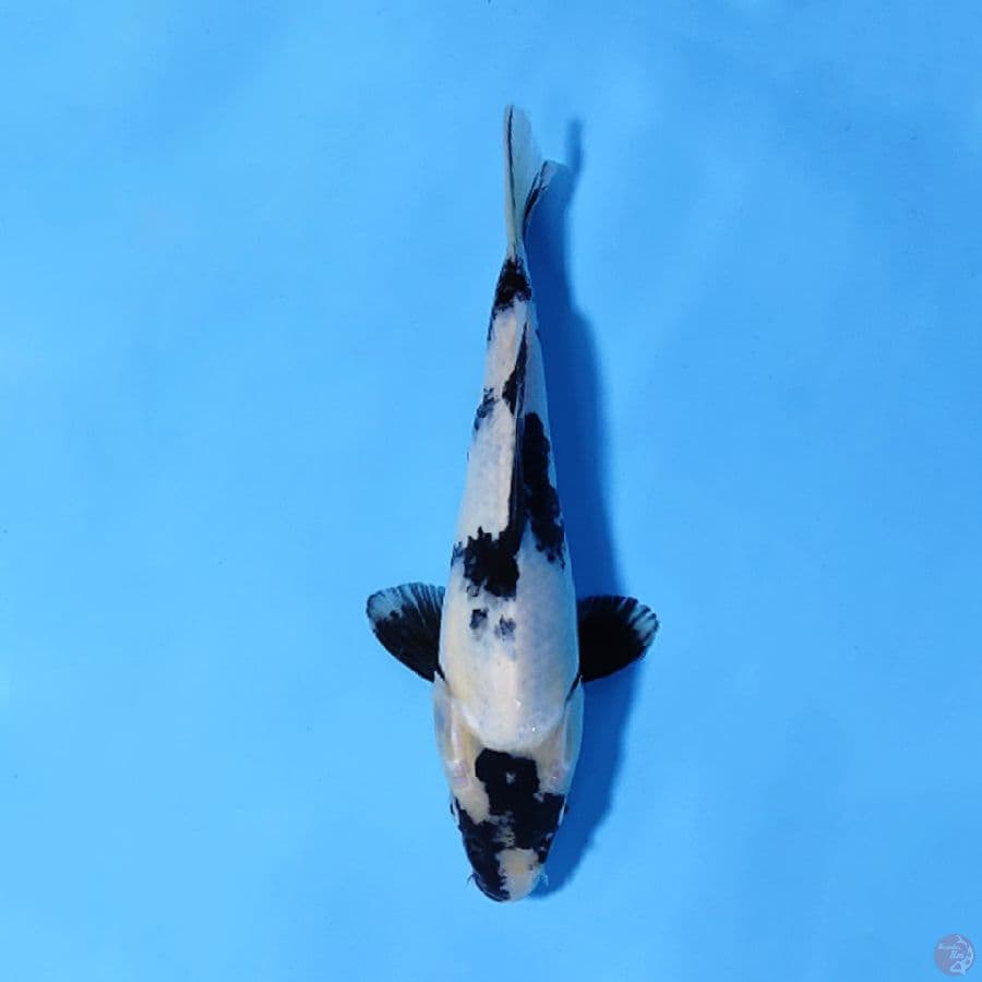F20CM SHIRO UTSURI