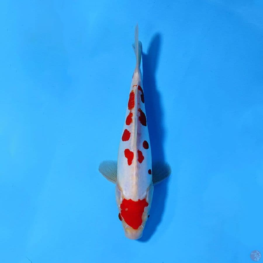 F23CM DOITSU KOHAKU