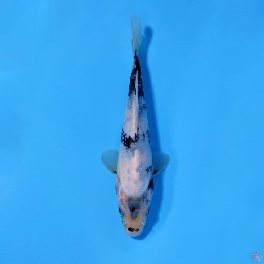 F20CM SHIRO UTSURI HITAM PEKAT