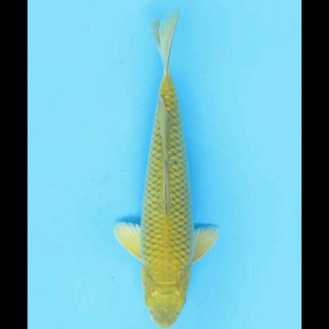 23cm Male - Midorigoi 1 Bersih