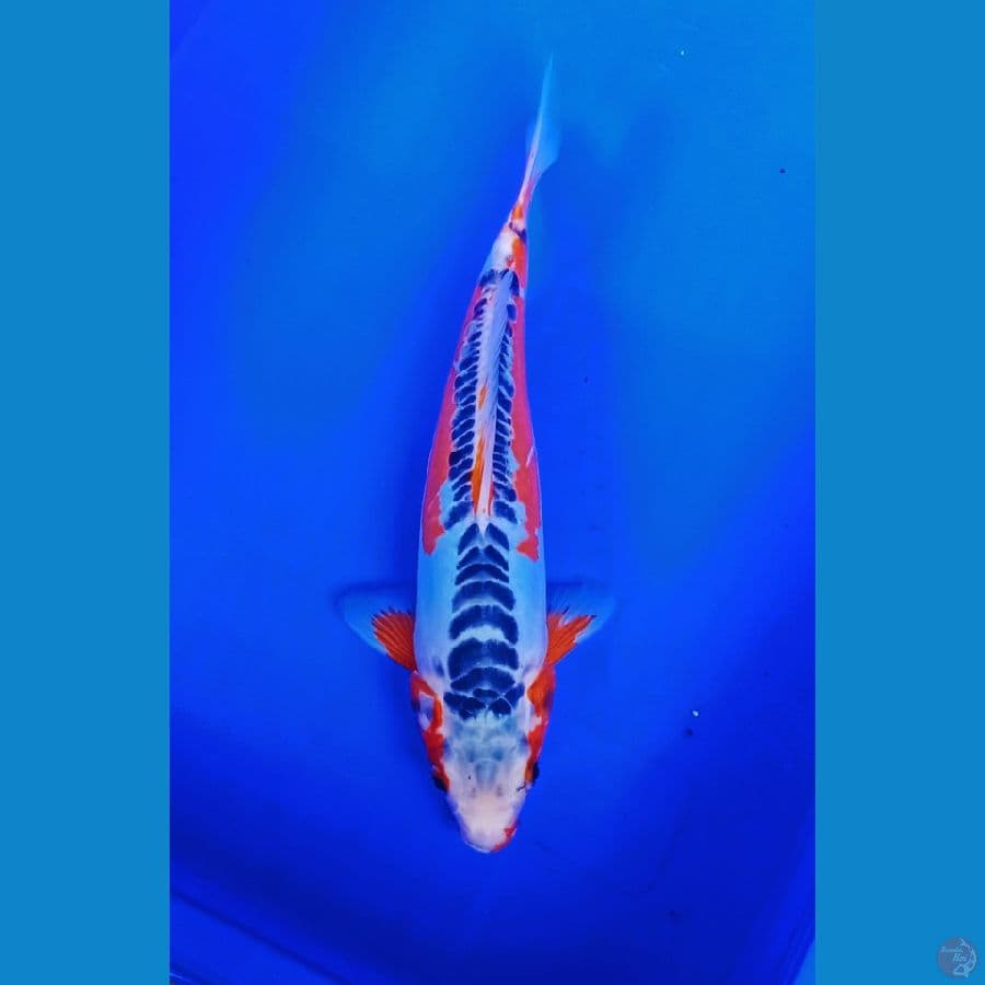 hana shusui 35bu