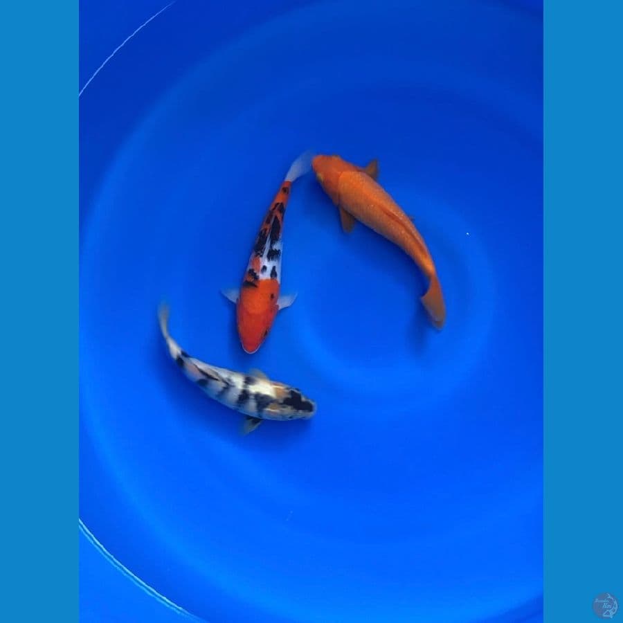 mix 20cm