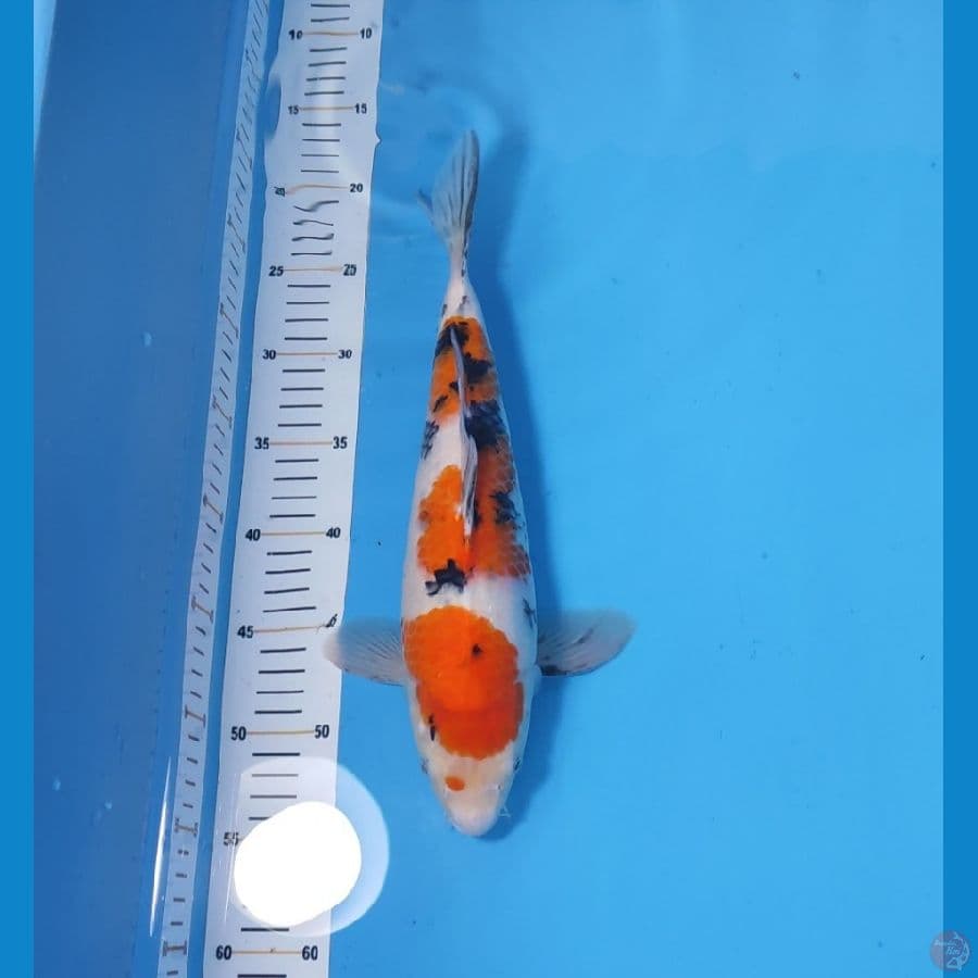 SANKE 35CM - FEEMALE