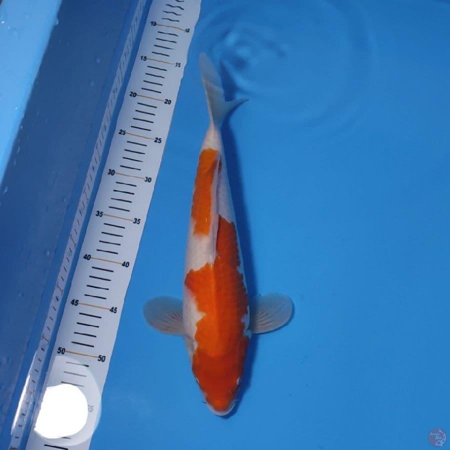 KOHAKU 36CM - FEEMALE