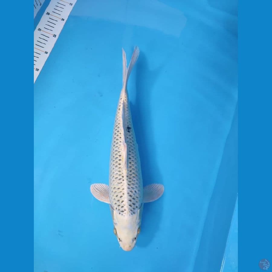 MATSUBA 44CM - FEEMALE