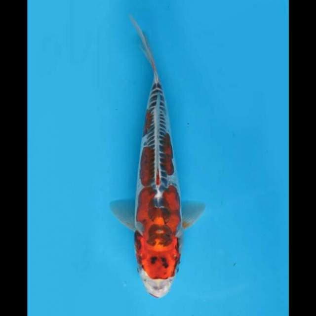 31cm Female - Beni Kikoryu