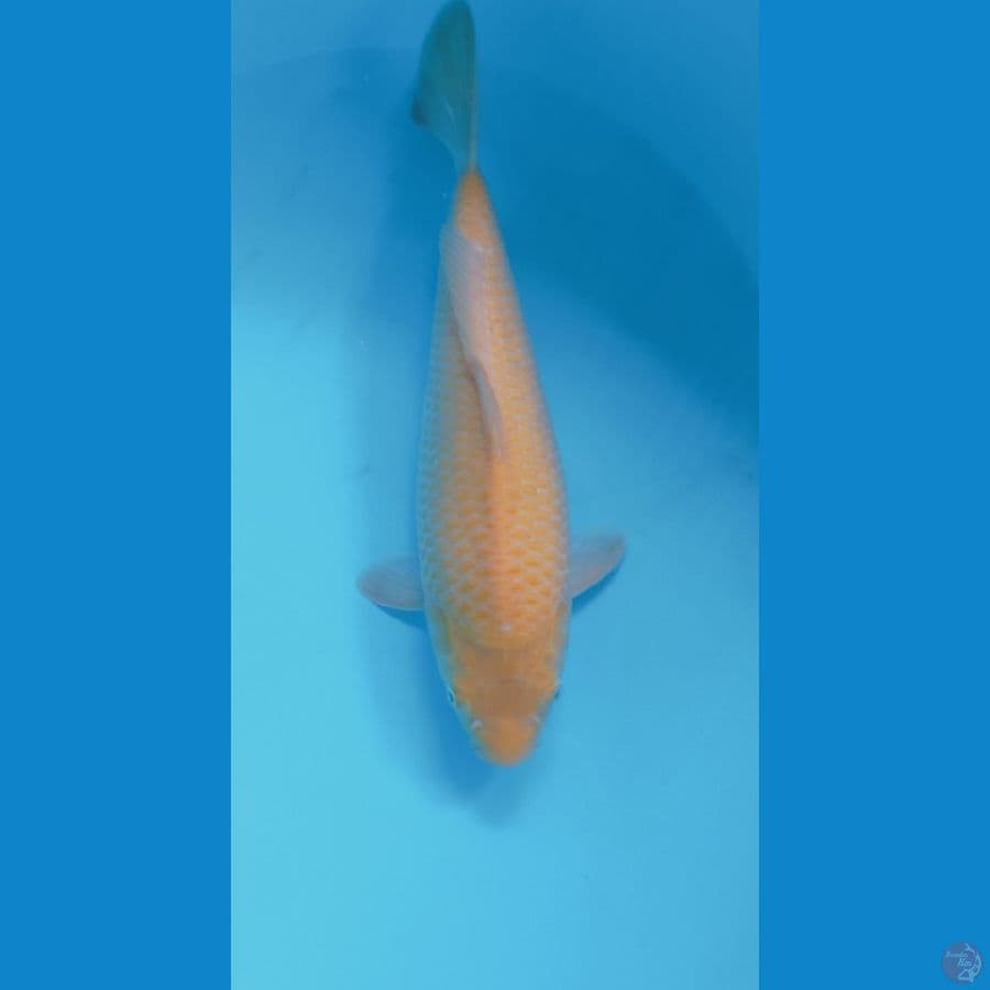 KARASI CORN 29CM MALE