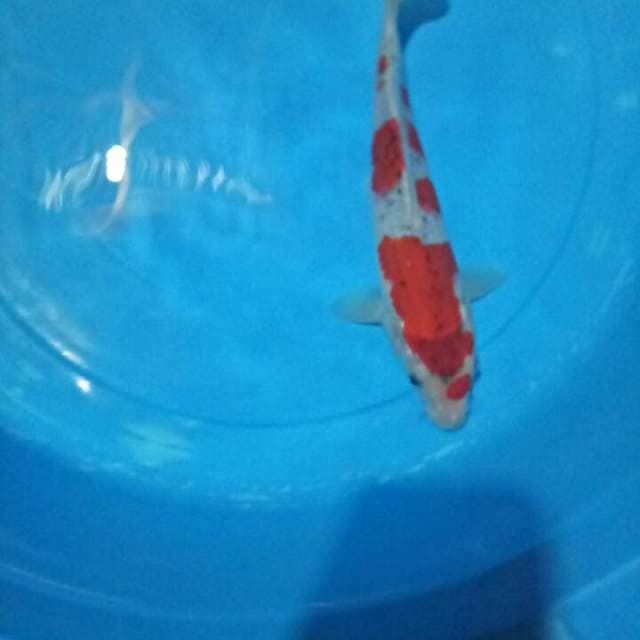 Goshiki merah jreng 26 cm