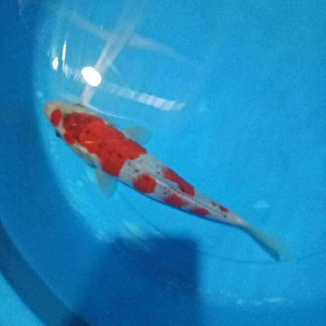 Goshiki merah jreng 26 cm