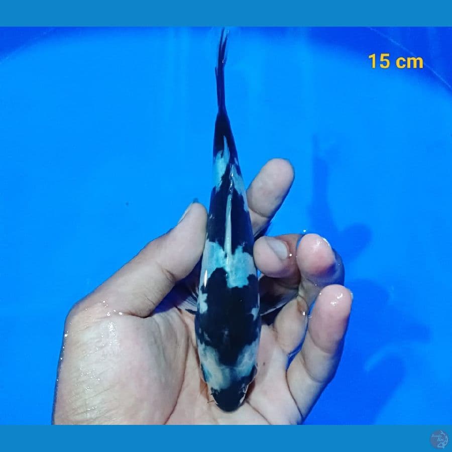 Shiro Doit 15 cm