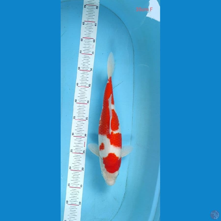 kohaku 35cm