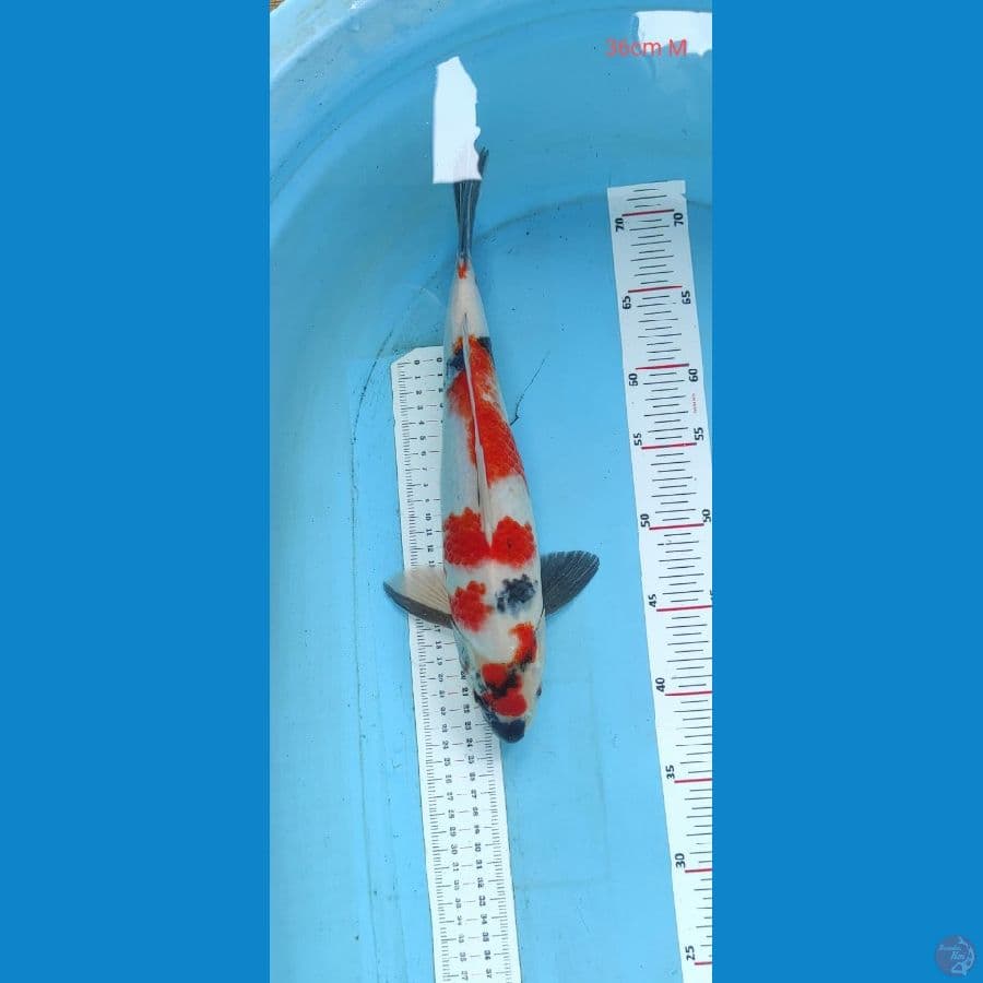 showa 36cm