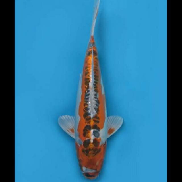 36cm Female - Kujaku Ring Naga