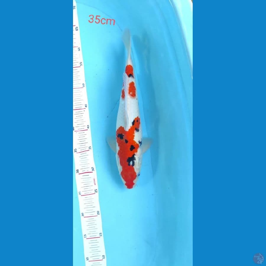 sanky 35cm
