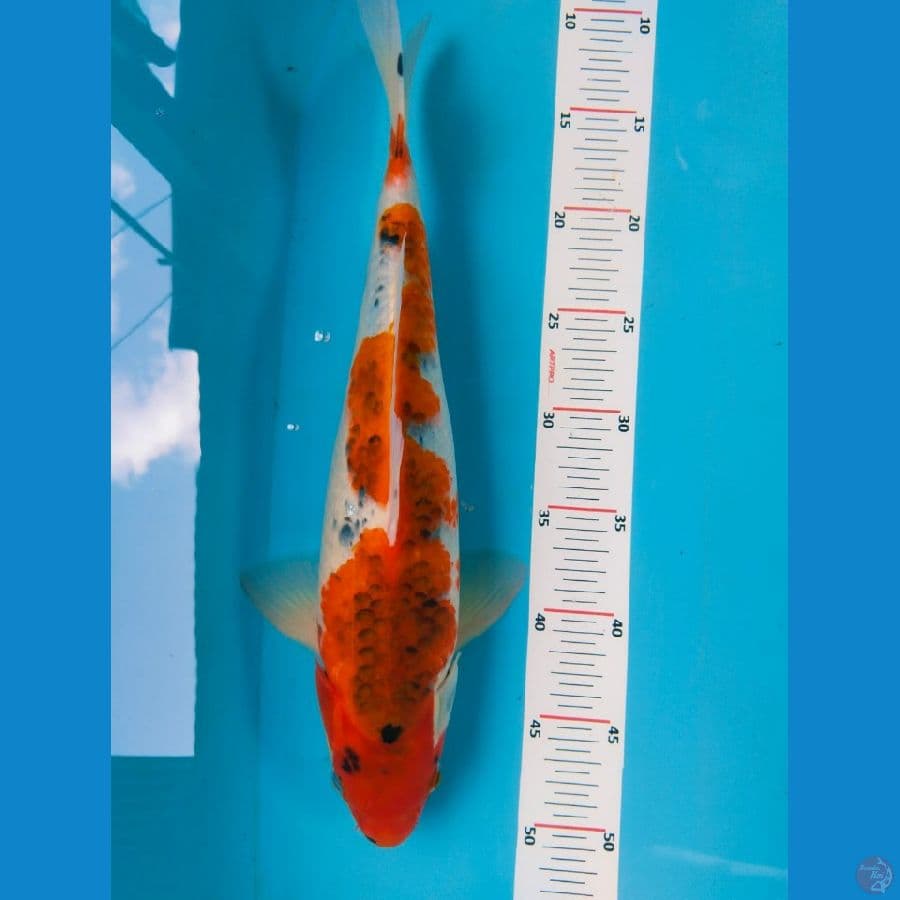 gosiki 39cm jantan
