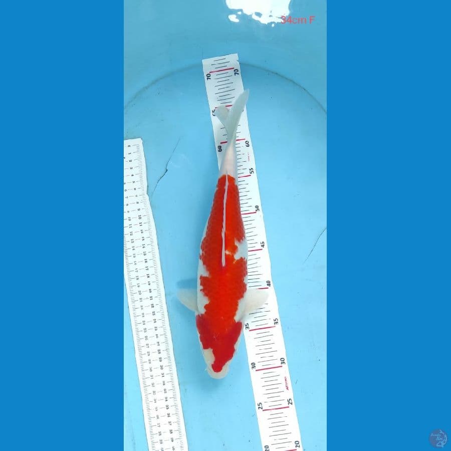 kohaku 34cm
