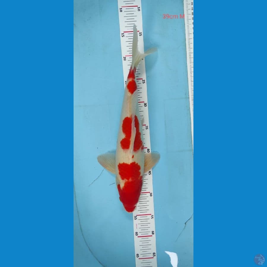 kohaku 39cm