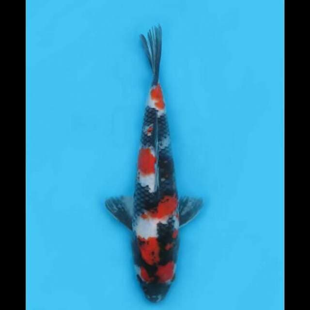 32cm Male - F1 Showa Good Patern Ori