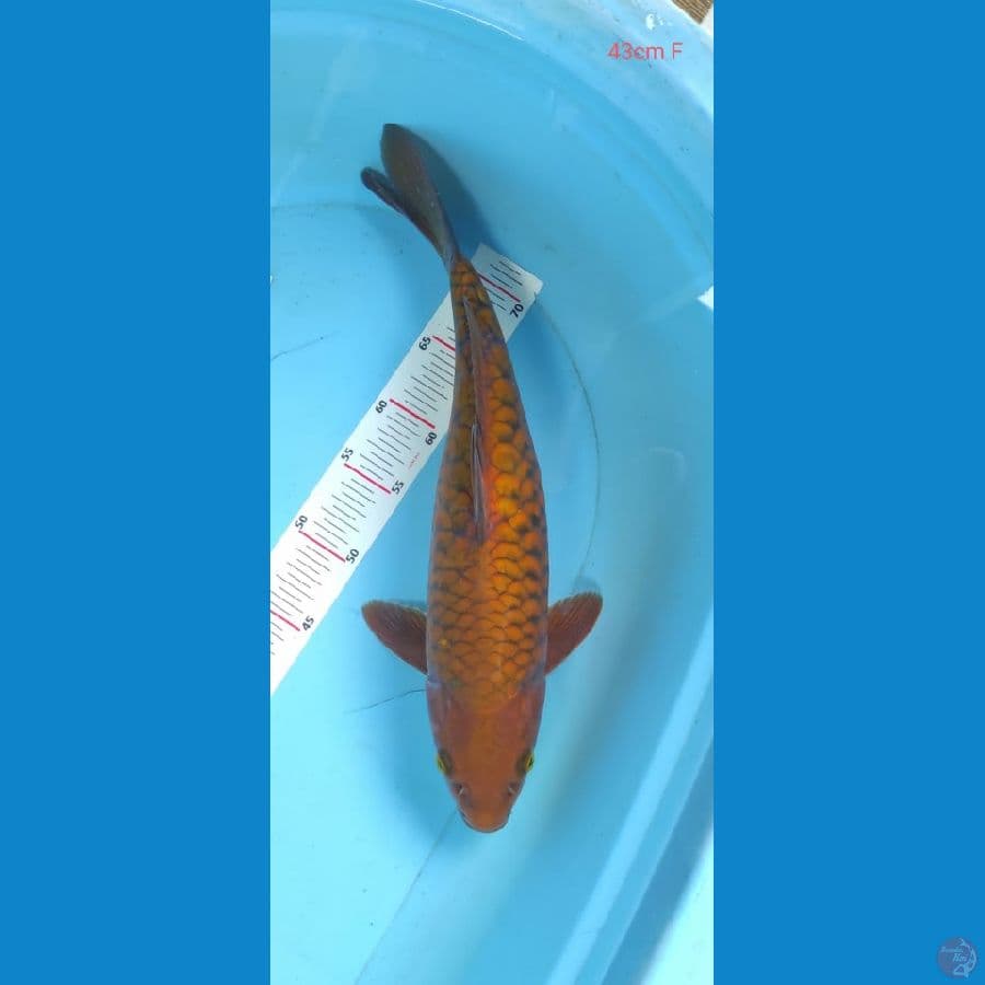 chagoi sisik naga 43cm
