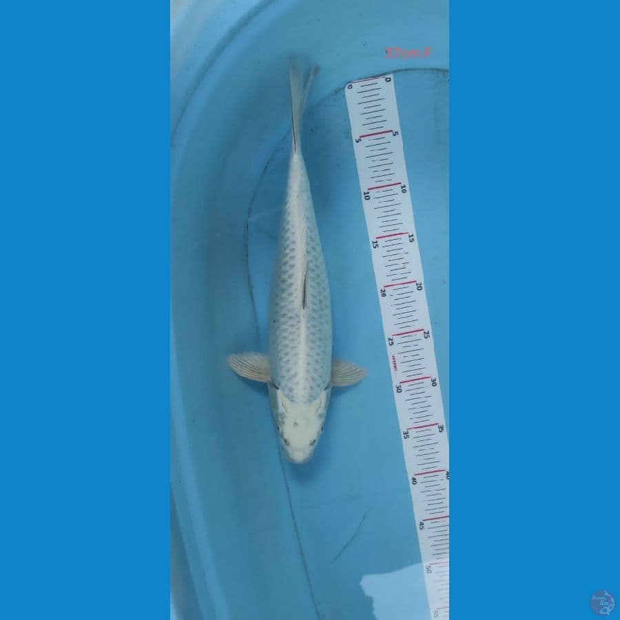 mukasi 37cm