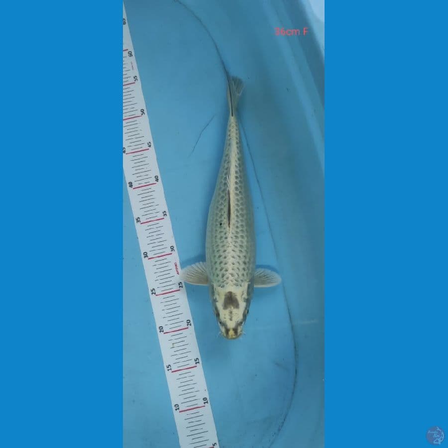 mukasi 36cm