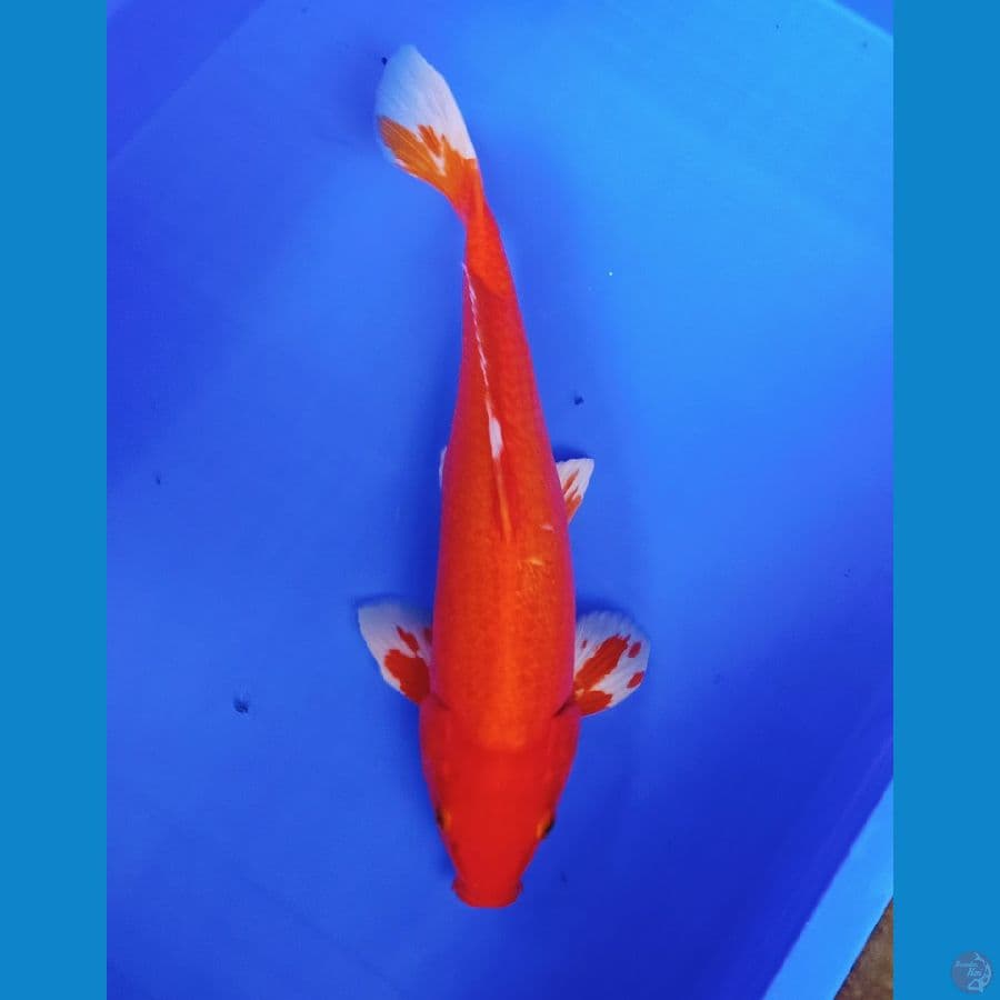 35a cm superred benikoii