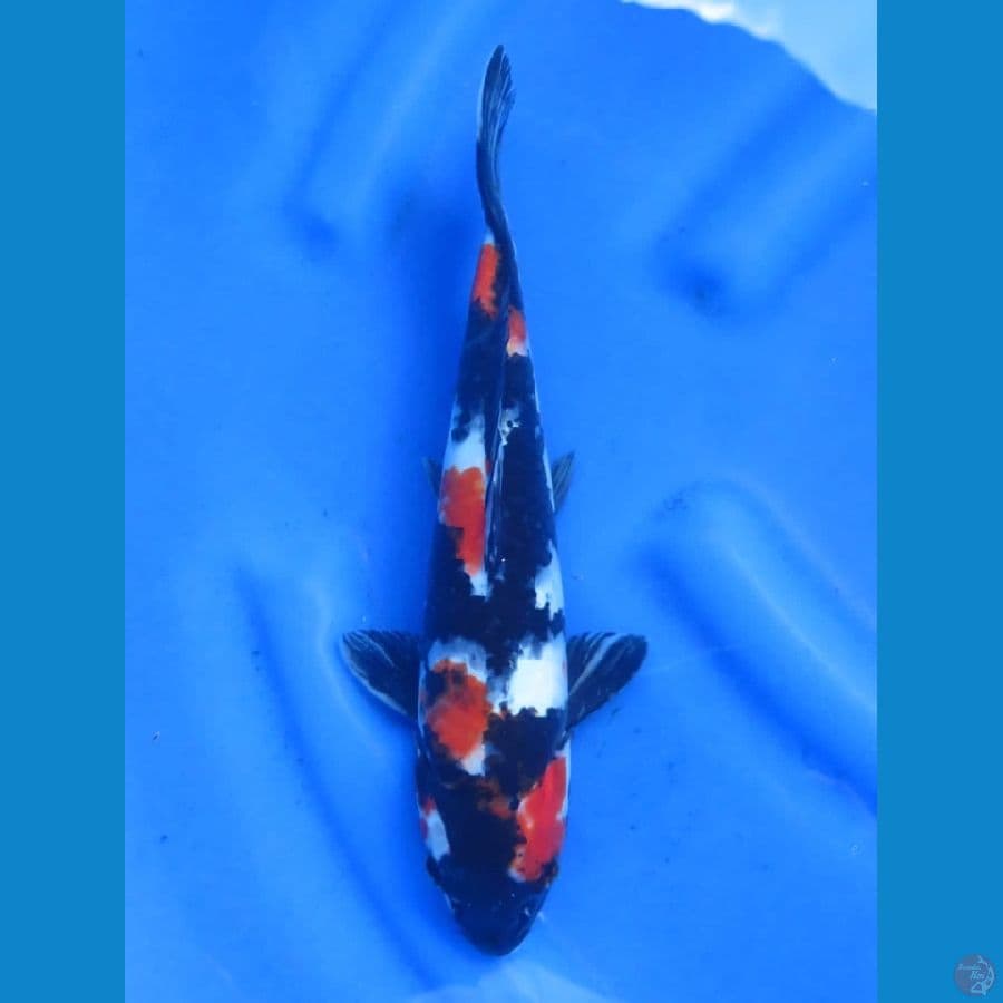 Red Showa 35cm