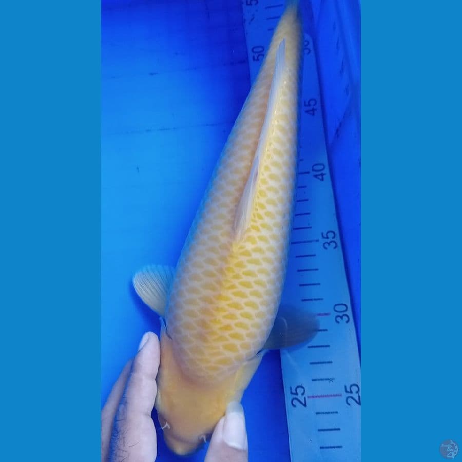 jagung manis