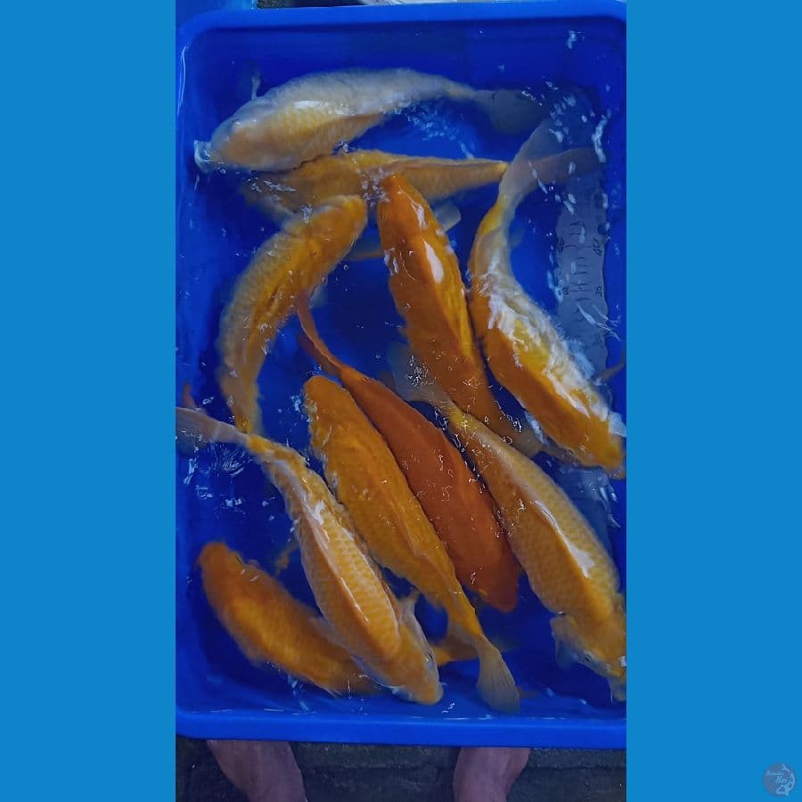 Karasi jagung manis