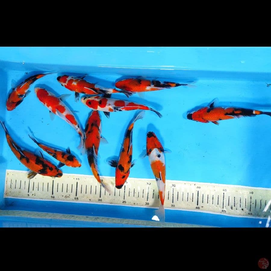 SHOWA 10E 15CM-20CM