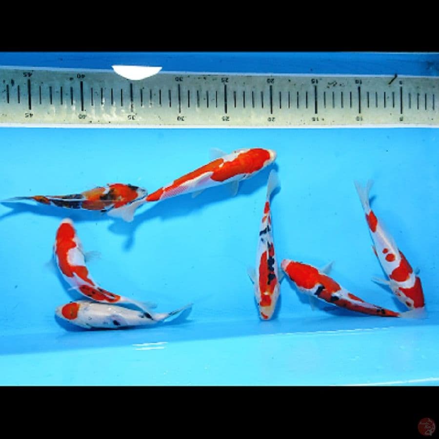 PAKET 7E DOITSU GREAT A 12CM-15CM