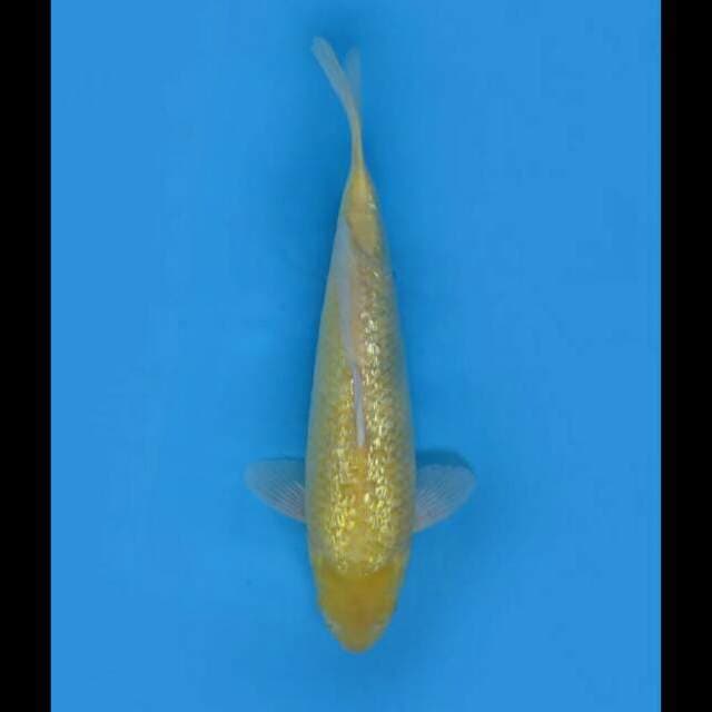 38cm Female - F1 Karasi Full Ginrin Bersih