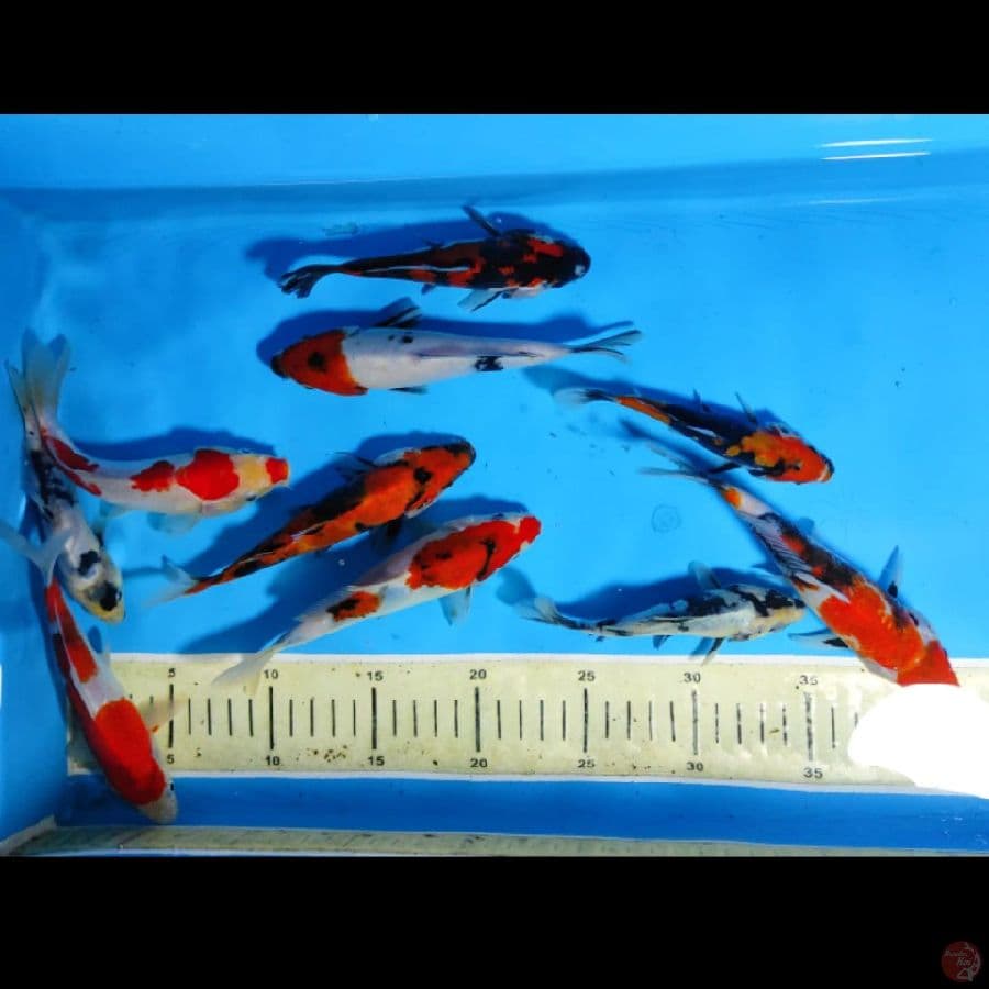 PAKET MIX 10EKOR DOITSU SHOWA,KOHAKU,TANCHO 13CM-20CM