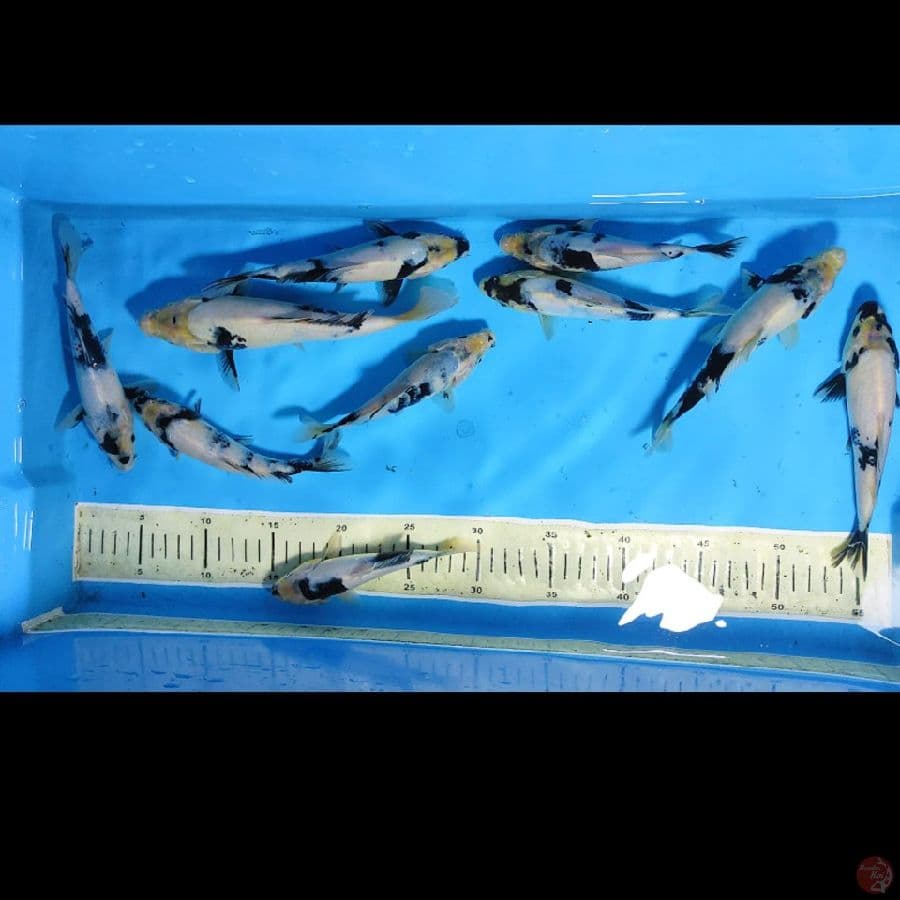 PAKET 10EKOR SHIRO TATEGOI 15CM-23CM