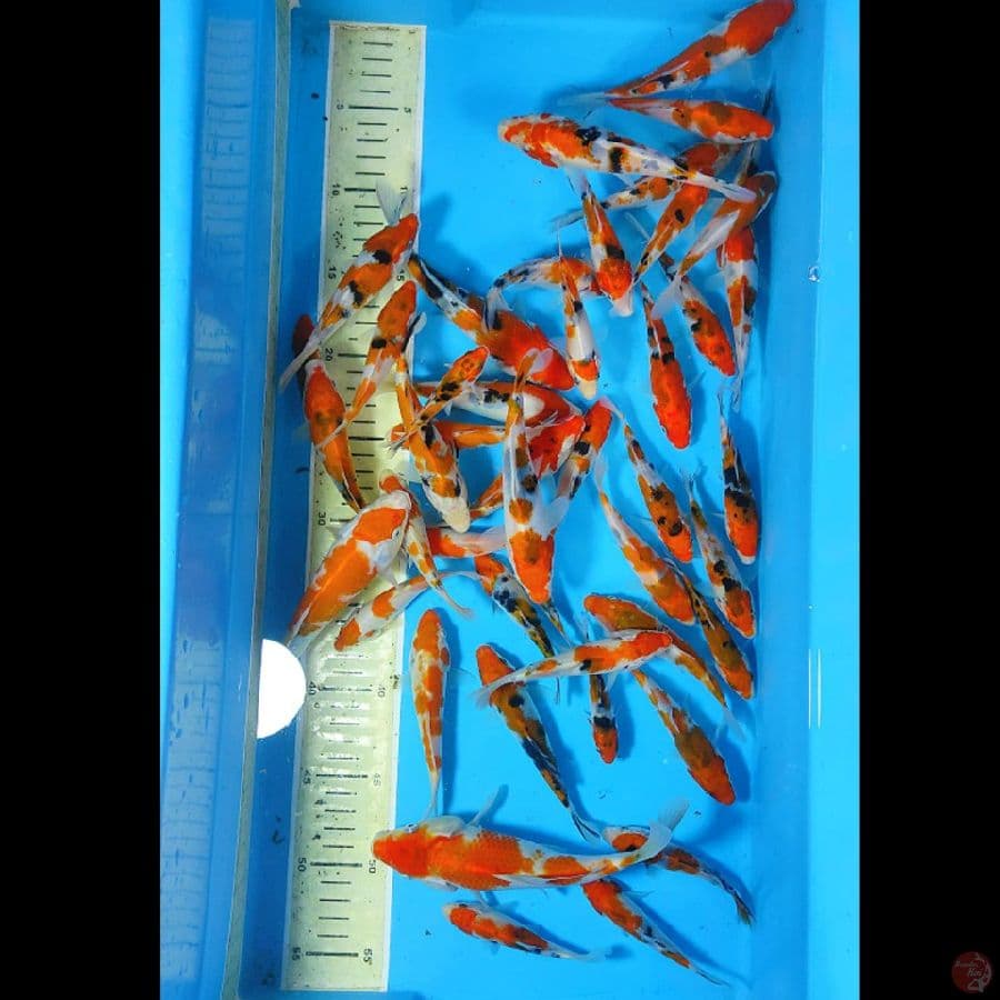 SIAP DIBESARKAN BABY SANKE 50EKOR 10-20CM