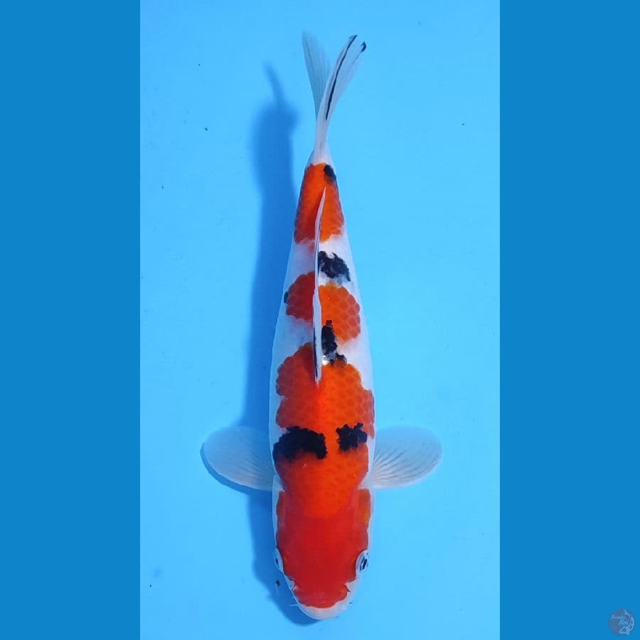 TAISHO SANKE SQ ~29cm/Feemale~