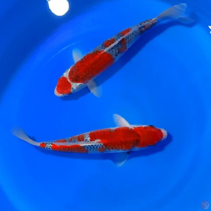 GHOSIKI RACING 36_38CM