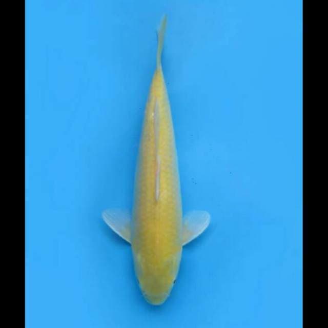 37cm Female - Red Eye Karasigoi