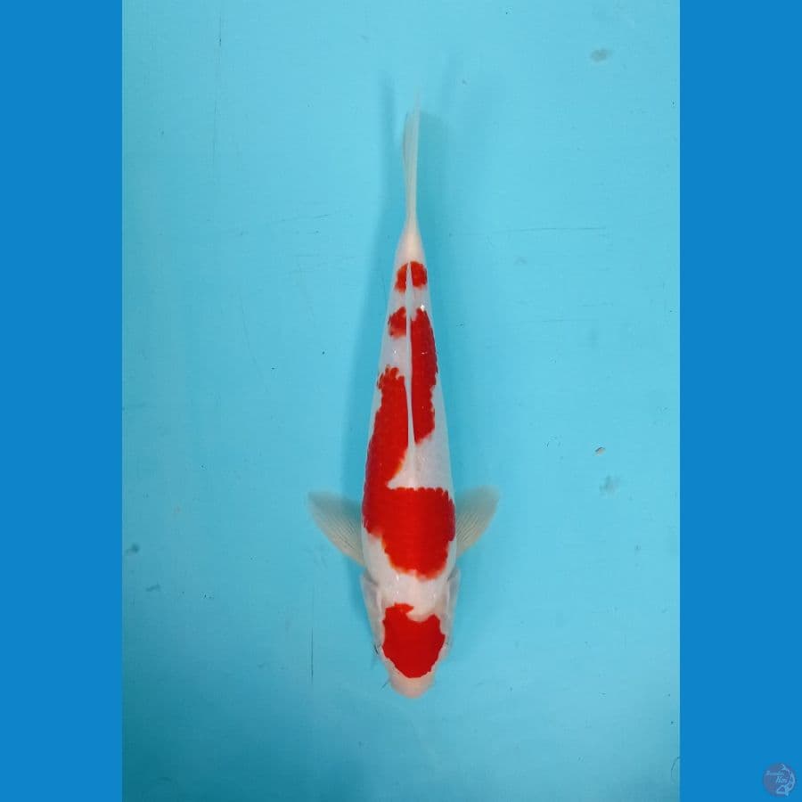 M26 kohaku maruten